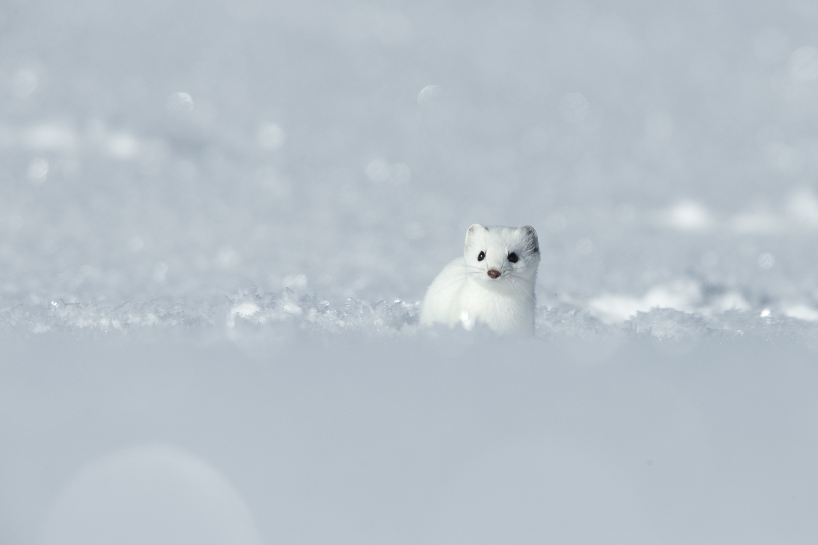 White Ermine 8